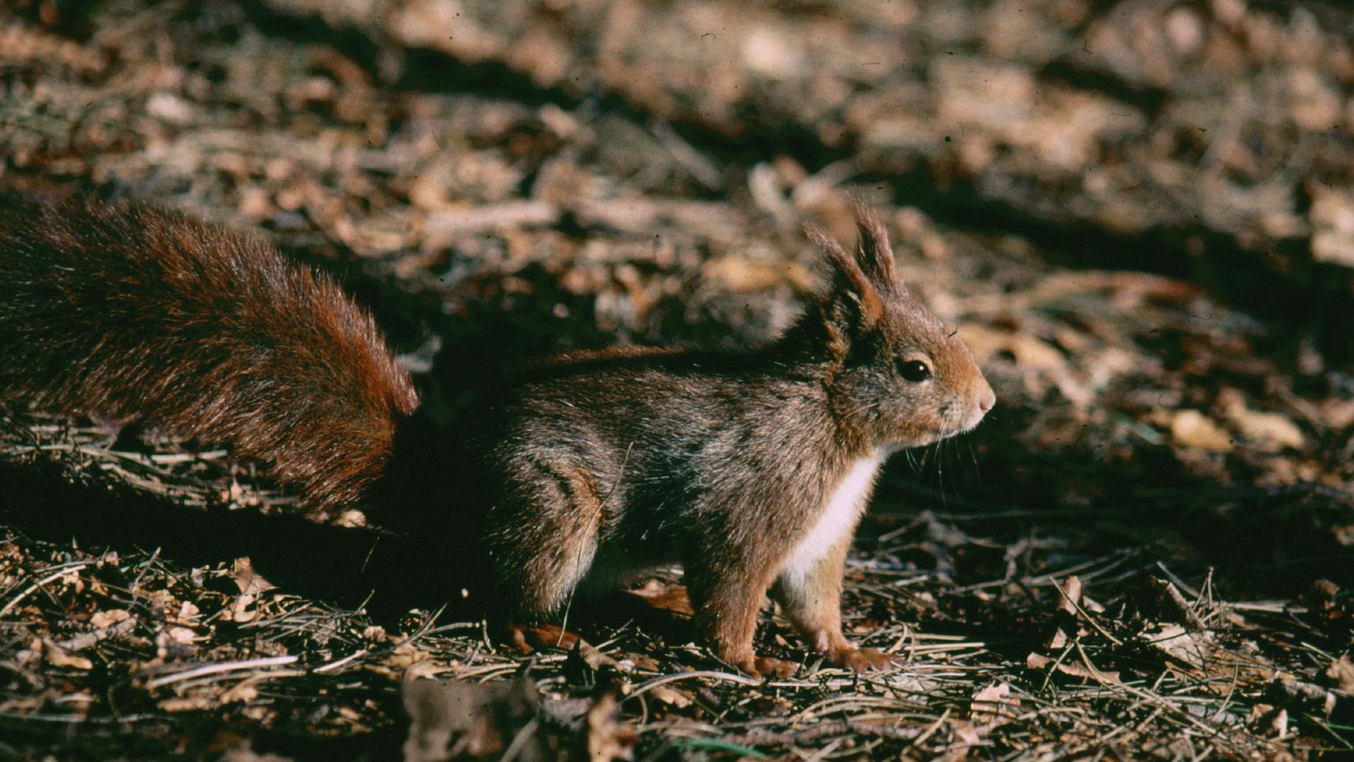 Gut bacteria may explain why grey squirrels outcompete reds – new